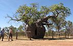 21-Boab Prison Tree near Derby